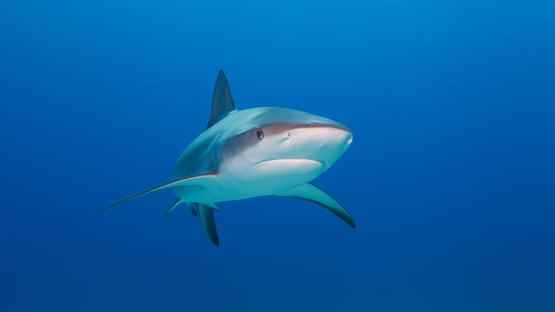 9-year-old shark victim, family, speak about attack