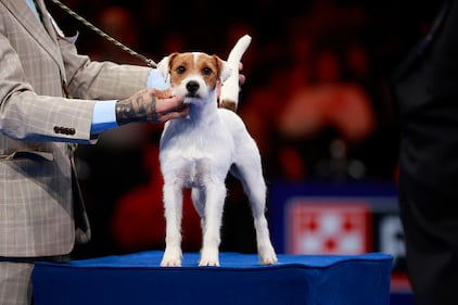 National Dog Show