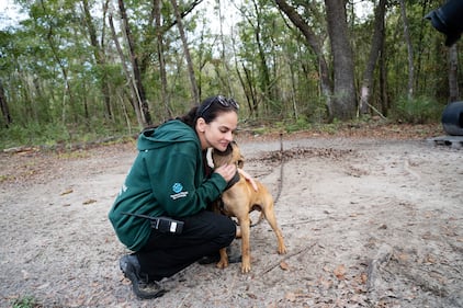 Humane World for Animals rescues dogs from a suspected dogfighting situation at a large property in Union County, Florida as part of a multi-property seizure in Clay and Union counties on Dec. 10, 2025.
