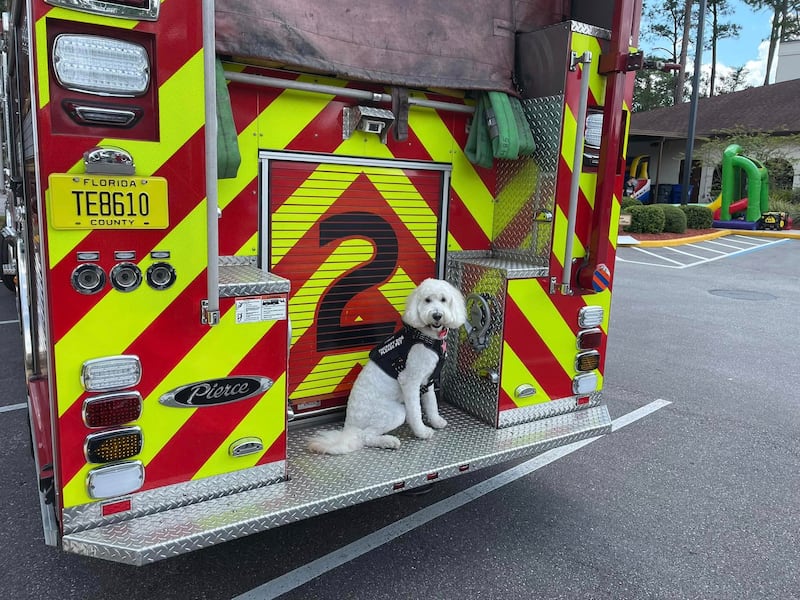 No, Sandy is not a dalmatian. She's a Goldendoodle and a hard worker for St. Johns County.