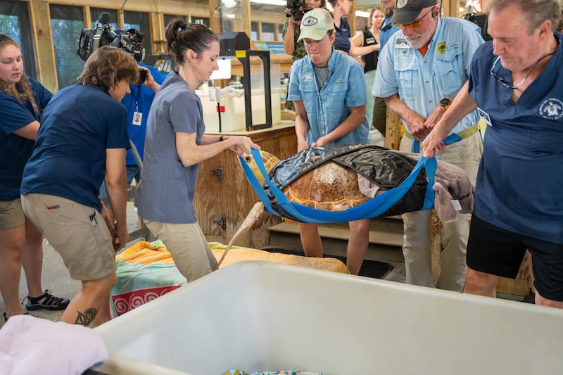 Margoi was found in July 2021 with a mass on her flipper and lots of barnacles, algae, leeches and leech egg cases on her shell.