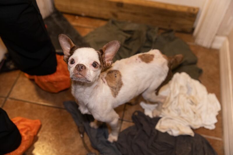 More than 50 dogs and cats “living in filthy conditions” were rescued Wednesday from a property on State Road 121 in Lake Butler, the Union County Sheriff’s Office said. UCSO and the Union County Animal Control requested the ASPCA’s assistance with rescuing the animals, which included newborn kittens.