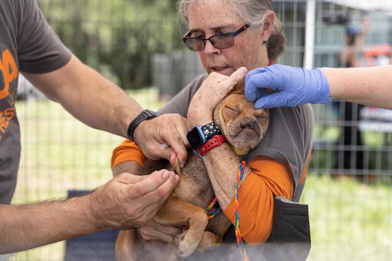 More than 50 dogs and cats “living in filthy conditions” were rescued Wednesday from a property on State Road 121 in Lake Butler, the Union County Sheriff’s Office said. UCSO and the Union County Animal Control requested the ASPCA’s assistance with rescuing the animals, which included newborn kittens.