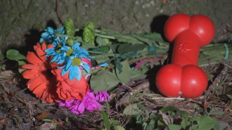 Young Pit Bull found shot and tied to tree in Duval County