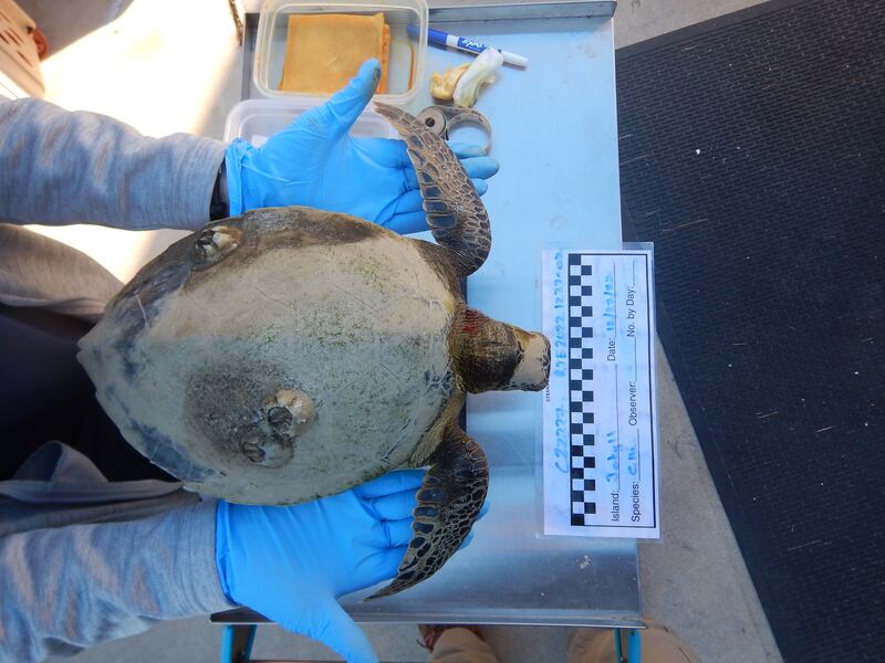 Four more cold-stunned sea turtles were found in Southeast Georgia this week and are getting help from Georgia Sea Turtle Center.