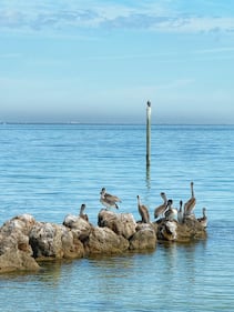 Anna Maria Island is known for it's beautiful array of birds from all over.