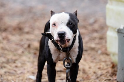 Humane World for Animals rescues dogs from a suspected dogfighting situation at a large property in Union County, Florida as part of a multi-property seizure in Clay and Union counties on Dec. 10, 2025.