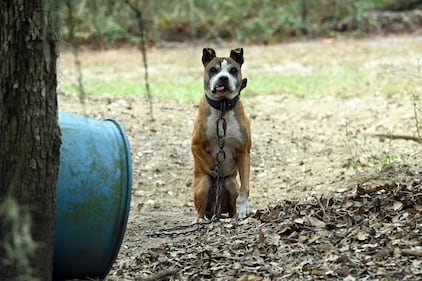 Humane World for Animals rescues dogs from a suspected dogfighting situation in Clay County, Florida as part of a multi-property seizure in Clay and Union counties on Dec. 10, 2025.  (Kevin Wolf/AP)