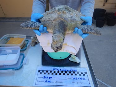 Four more cold-stunned sea turtles were found in Southeast Georgia this week and are getting help from Georgia Sea Turtle Center.