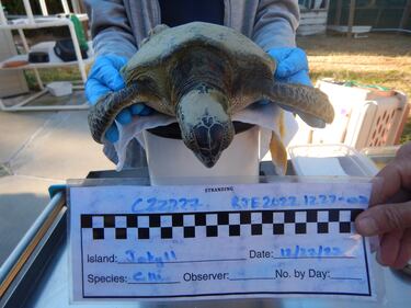 Four more cold-stunned sea turtles were found in Southeast Georgia this week and are getting help from Georgia Sea Turtle Center.