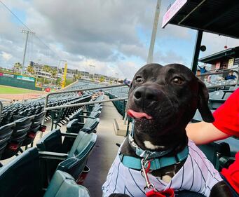 I mean, is this pup enjoying the game or what?