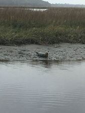 <p>This little guy was spotted in Palm Valley on the Intracoastal.</p>