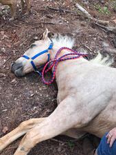 <p>Mandy and Justin Harris revealed the graphic photos of their deceased horse that was shot in the head Friday night.</p>