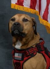 St. Johns County Fire Rescue welcomes its new four-legged member, Garrett