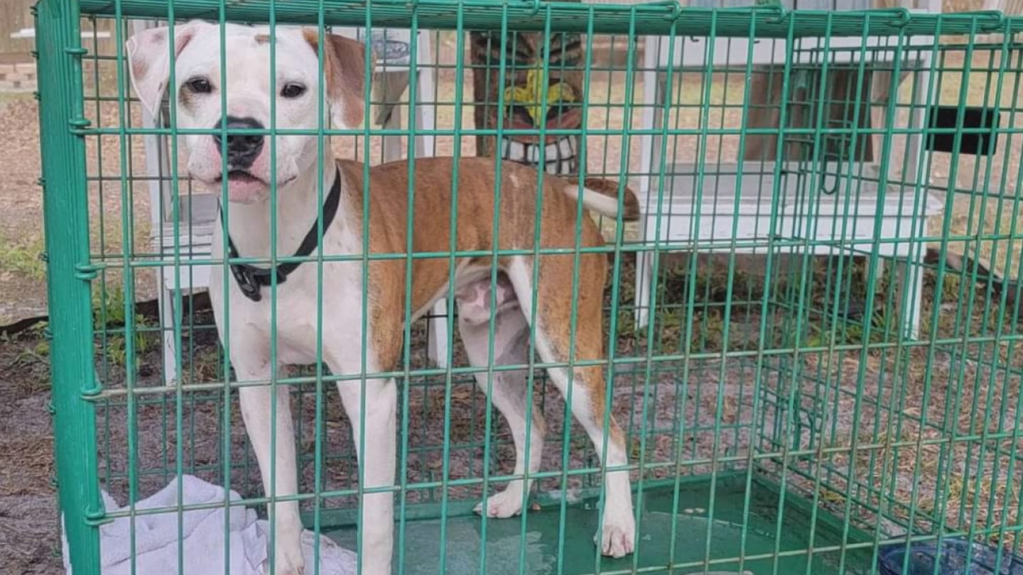 A dog has a new home after he was abandoned in front of a Jacksonville home.