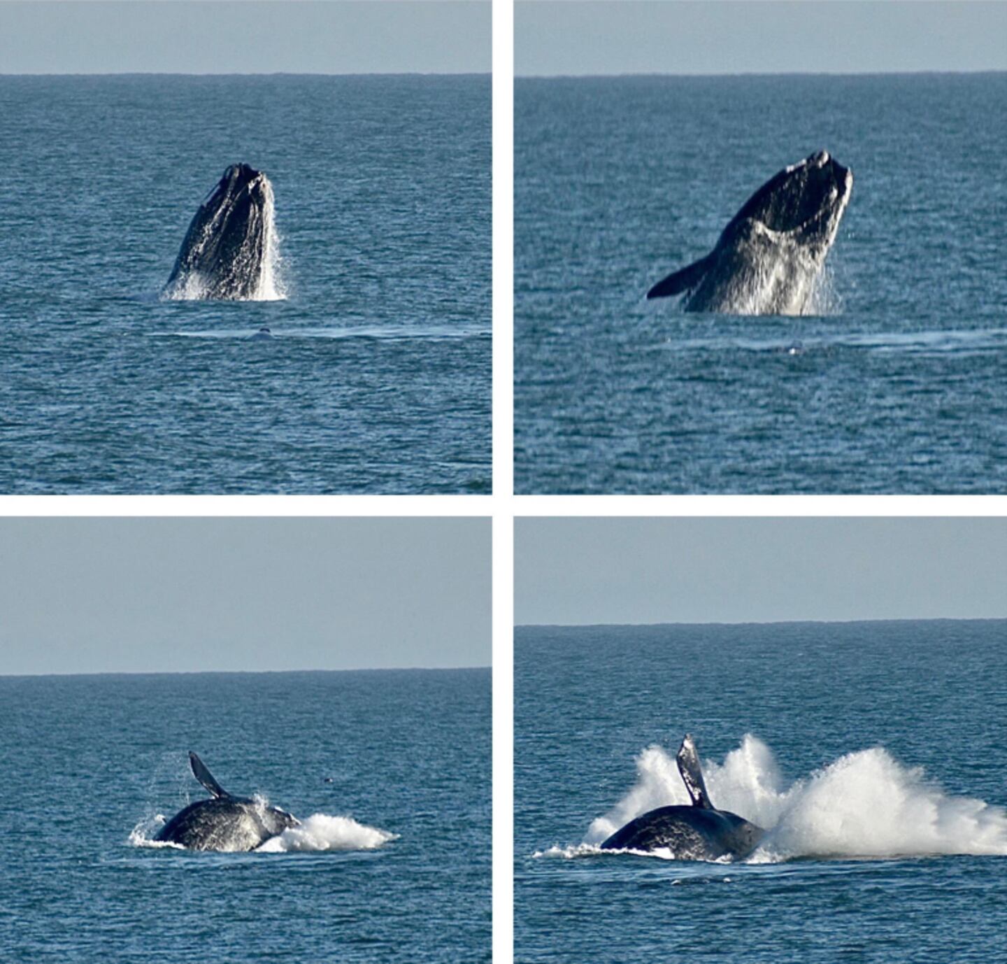 Help monitor the North Atlantic Right Whale through Marineland's Right Whale Project.