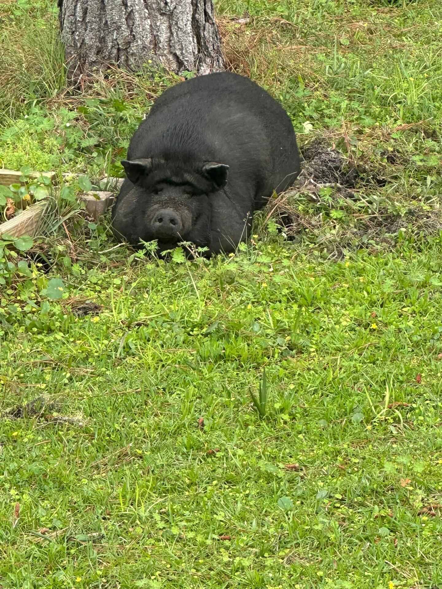 The Putnam County Sheriff's Office said the pig found near St. John's Avenue might have a piglet with her.