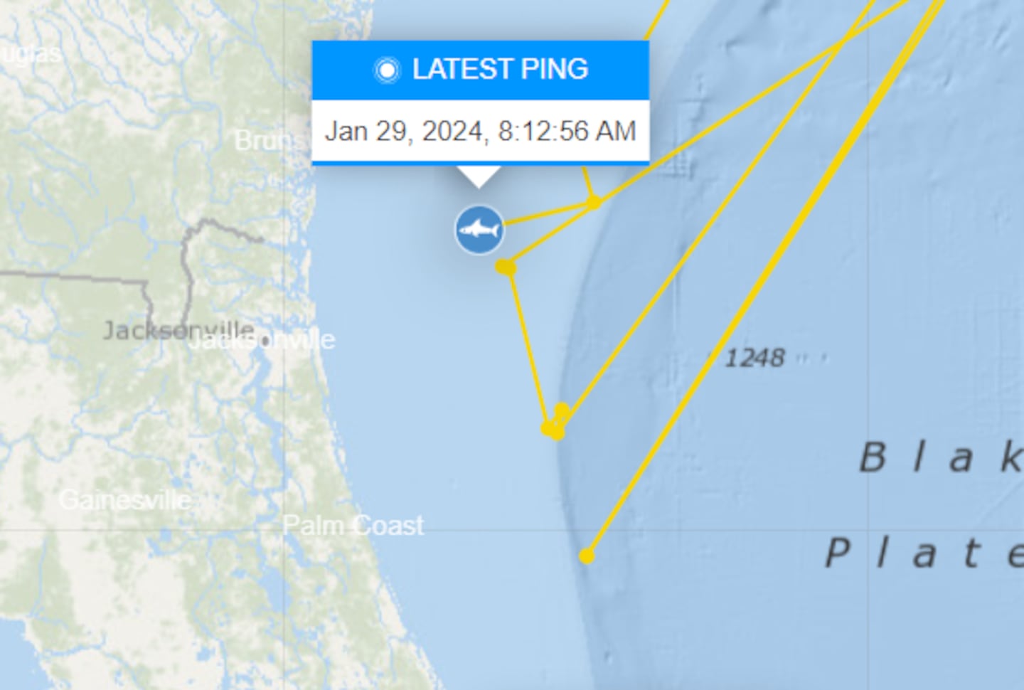 Bob, a large male Great White Shark, pinged his location on Jan. 29 near the Florida/Georgia boarder.