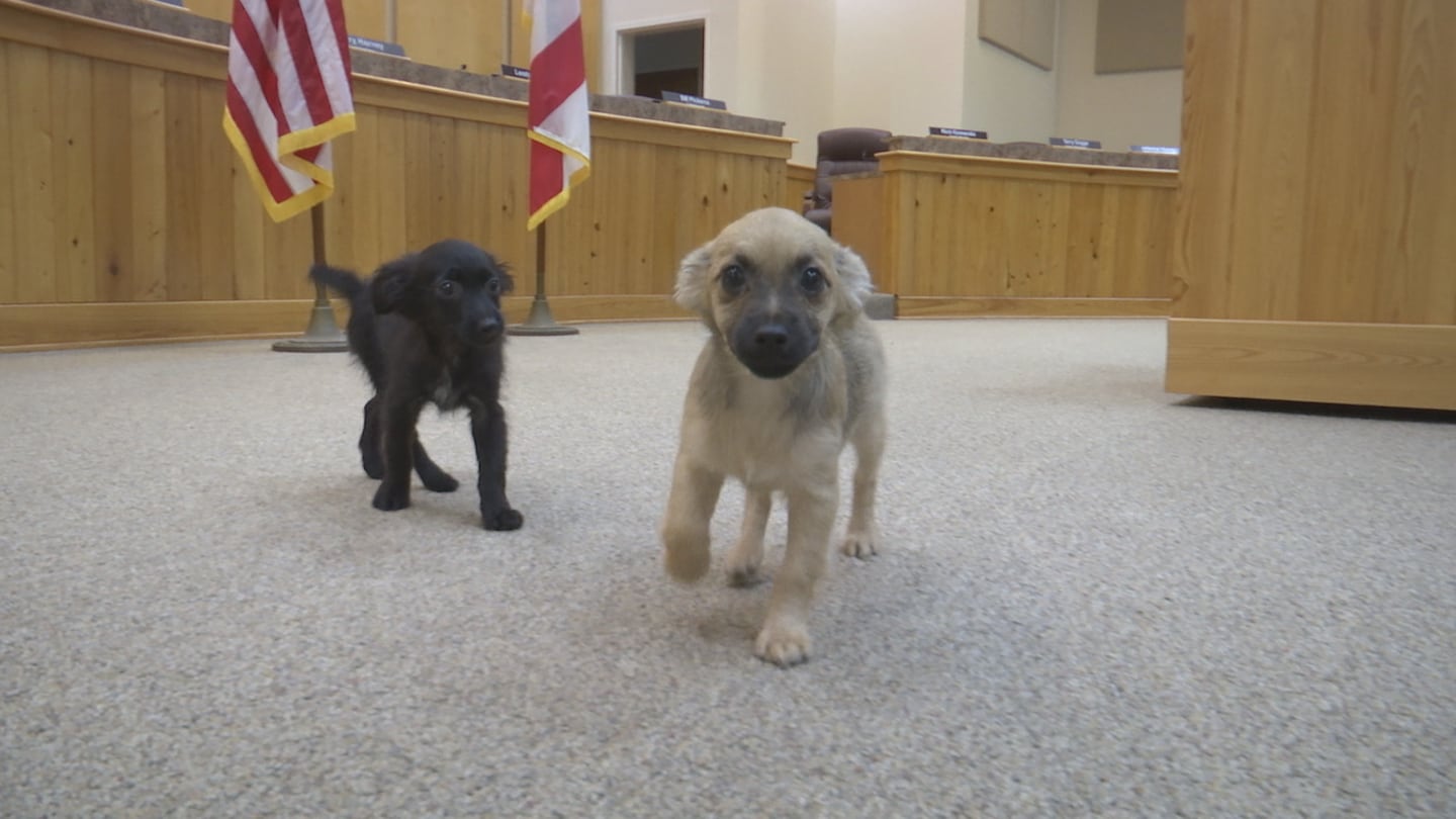 124 dogs have been rescued from a local woman's home.