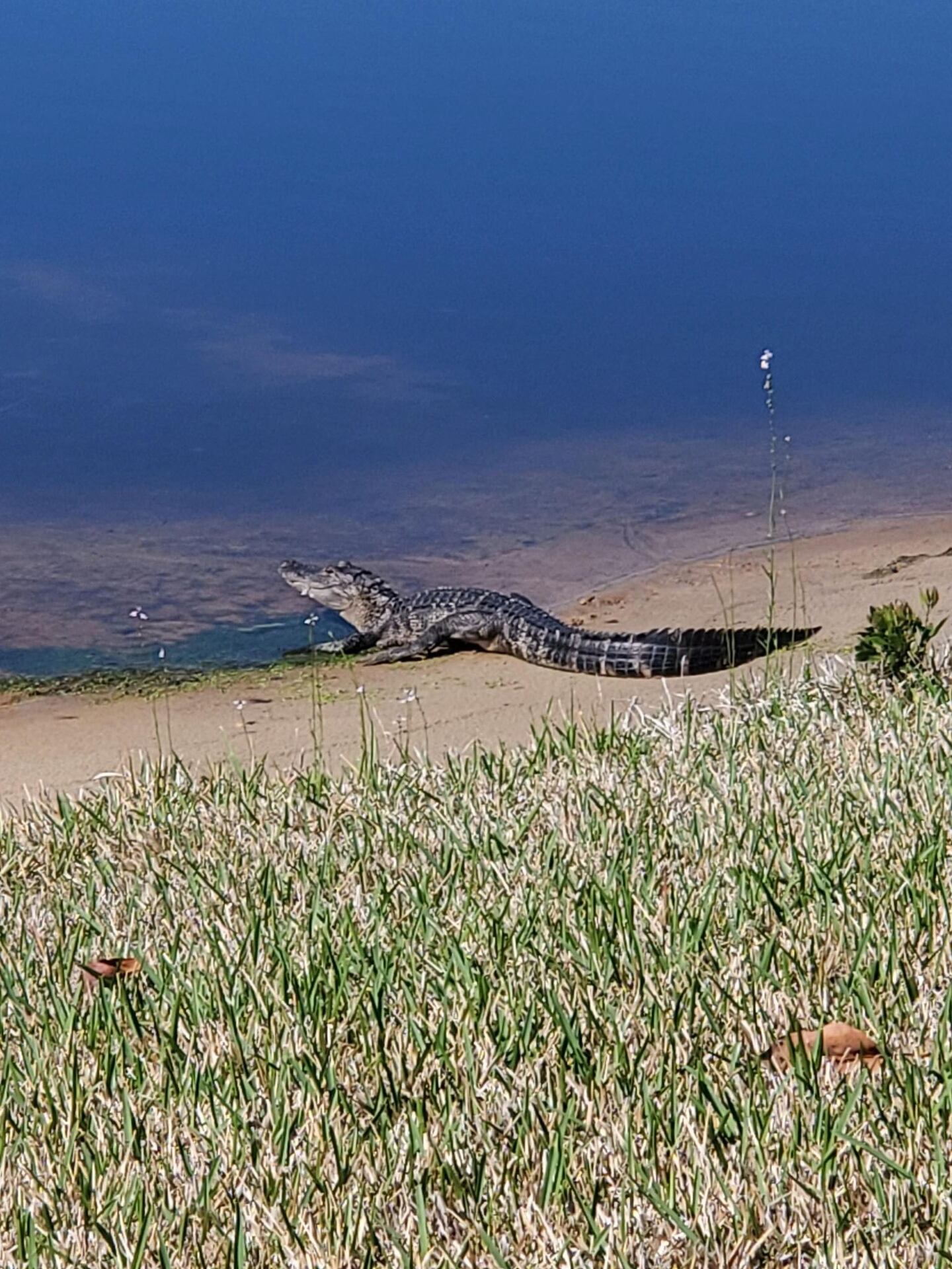 The gator is a frequent visitor of a retention pond on Jacksonville's Southside!