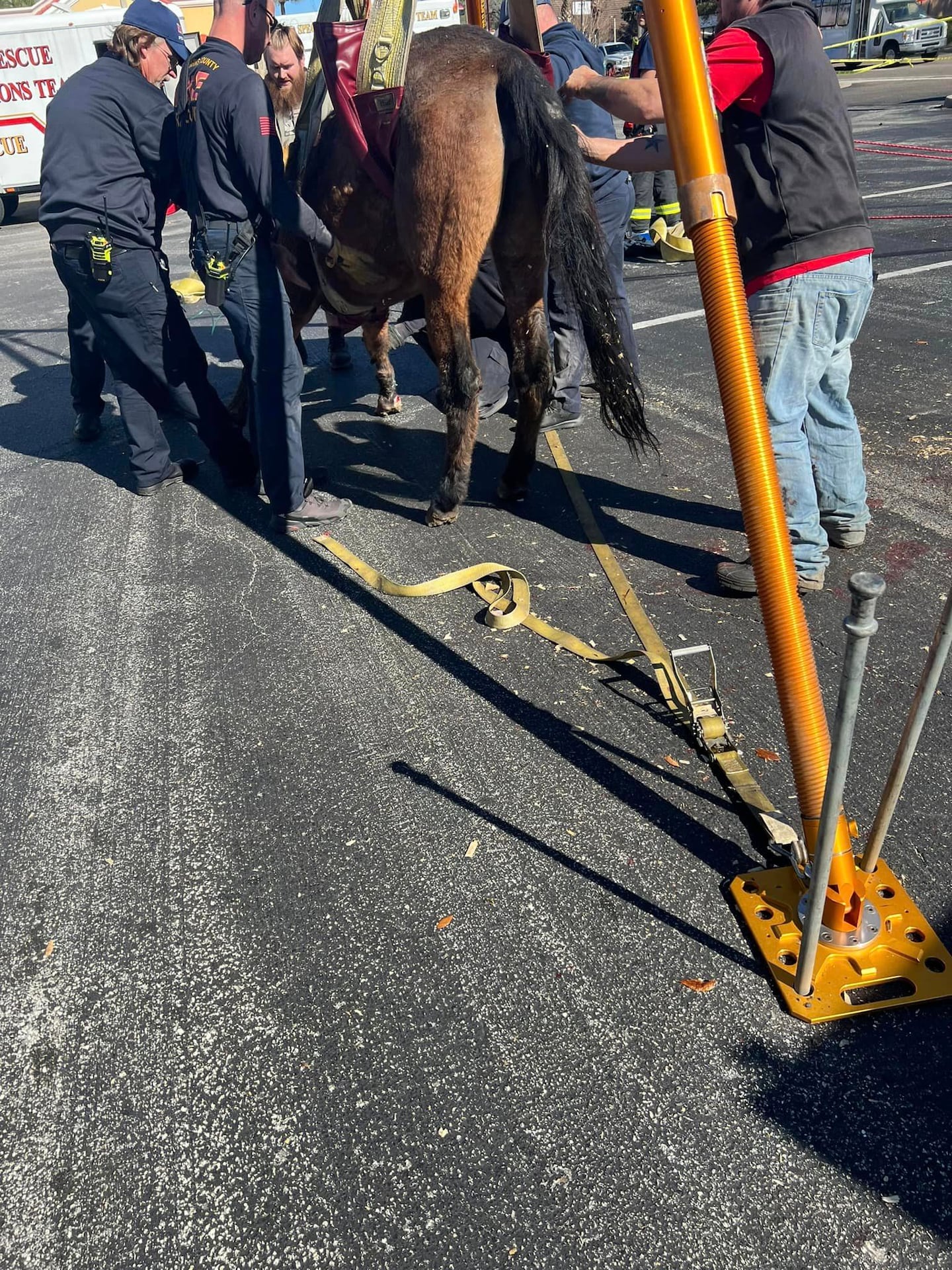 It took the teamwork of Orange Park and St. Johns County firefighters to help a horse back up to receive medical attention.