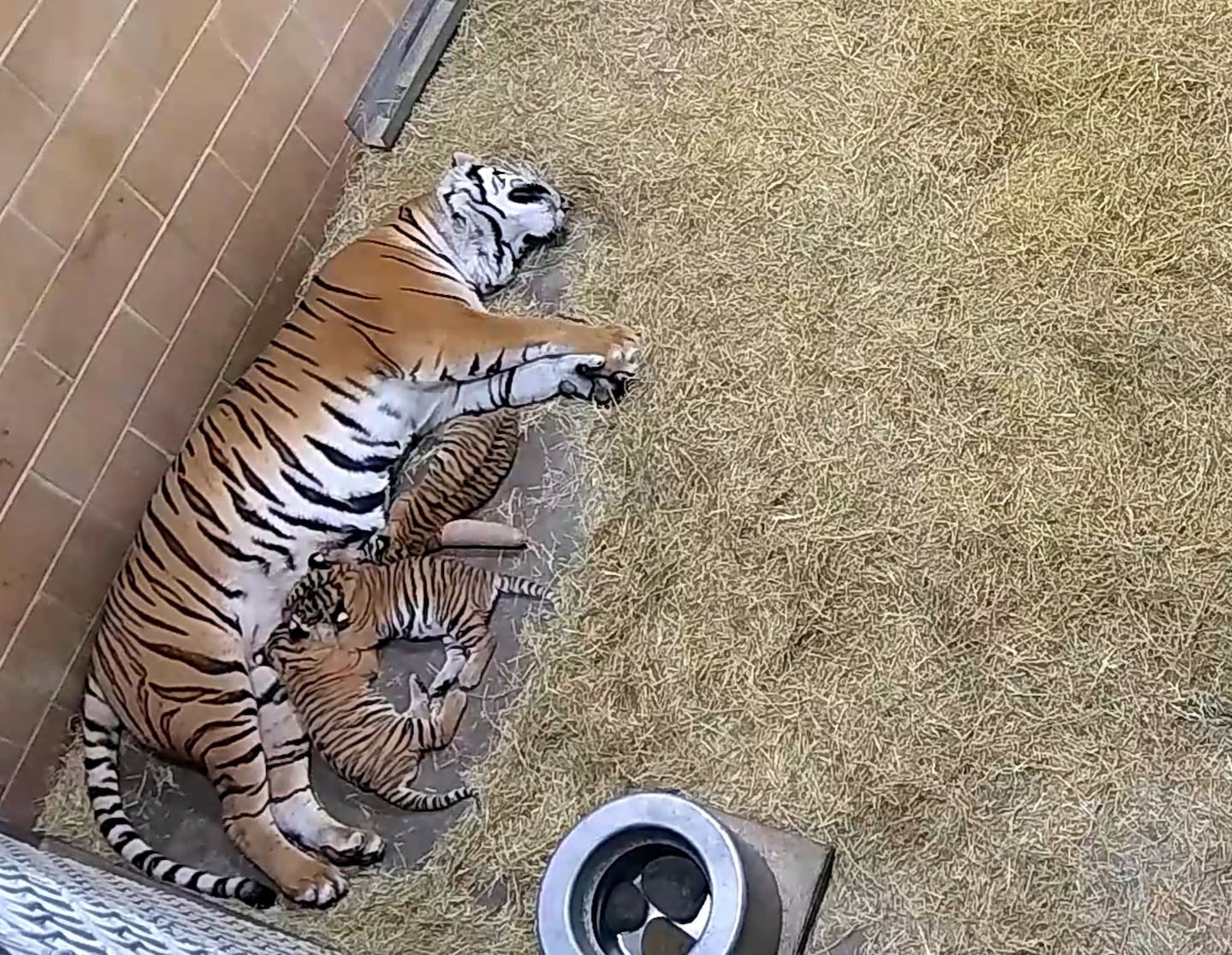 The cub, healing from a broken leg, is recovering with family.