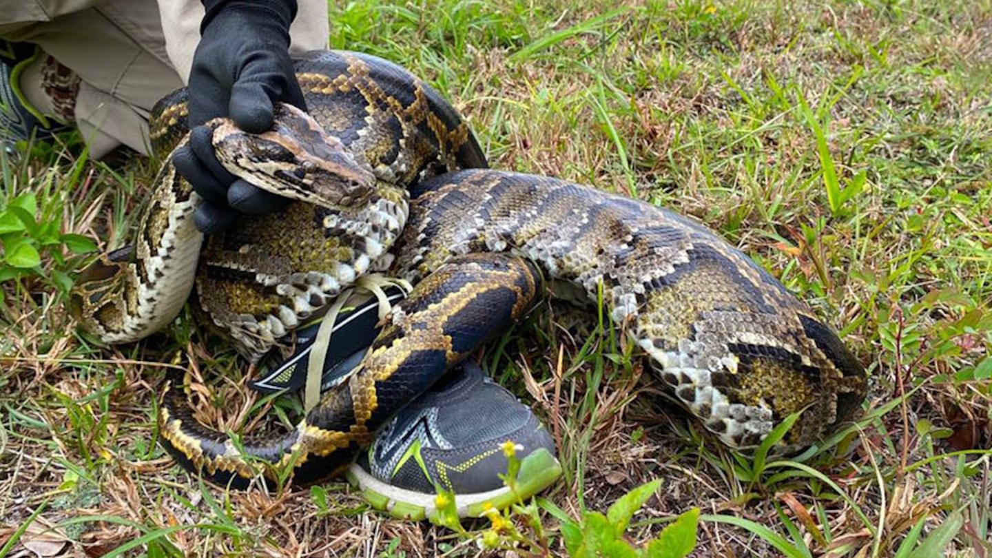 File photo. A Southwest Florida man encountered one of the invasive reptiles earlier this month.