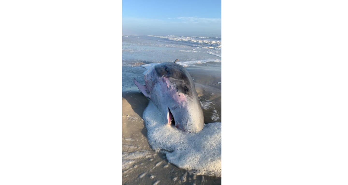 Dead whale washes ashore in Ponte Vedra Beach, witnesses say