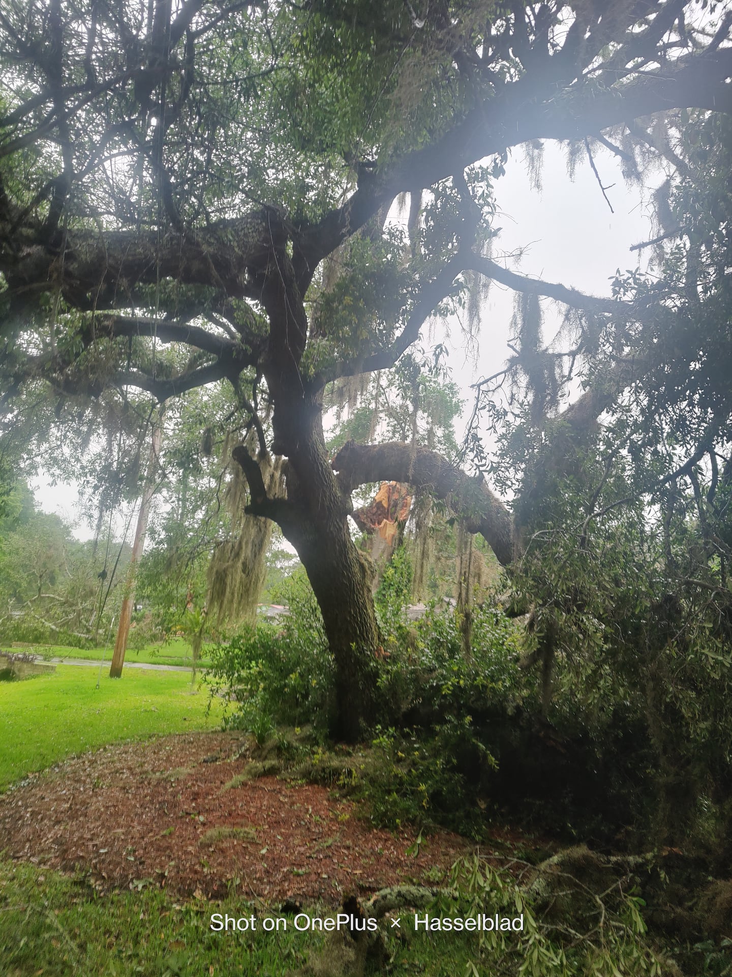 Tree down on Clyde Drive in Jacksonville