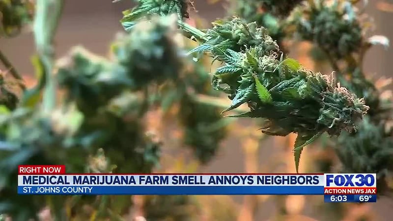 What’s that smell?: Medical marijuana growers on the rise, stink up St. Johns neighborhood