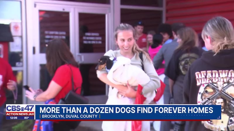 ‘Adopt, don’t shop’: Dozens show up to adopt dachshund puppies at Jacksonville’s animal shelter