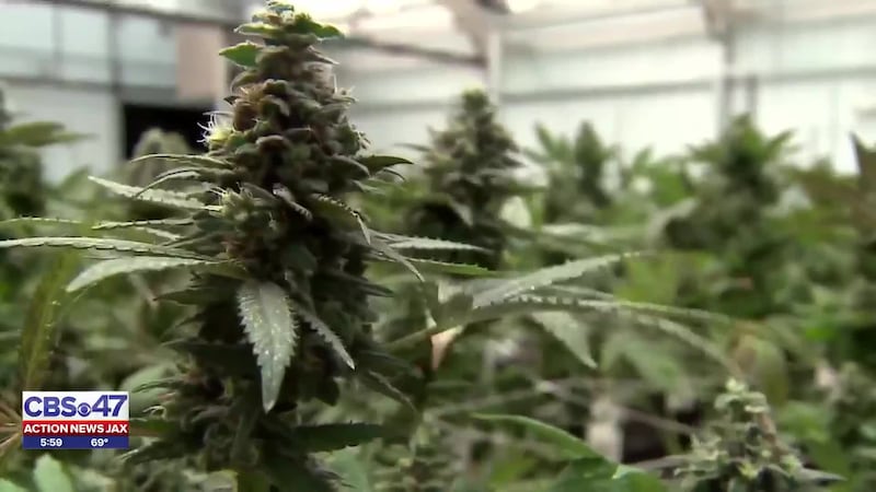 Trump’s executive order on marijuana unlikely to move the needle in Florida