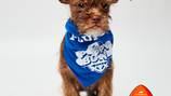 Puppy from St. Marys will participate in the annual Animal Planet’s Puppy Bowl