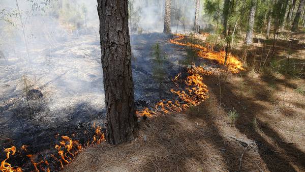 Not to be alarmed; large prescribed burn in Camden County might be seen across large area