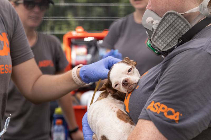 More than 50 dogs and cats “living in filthy conditions” were rescued Wednesday from a property on State Road 121 in Lake Butler, the Union County Sheriff’s Office said. UCSO and the Union County Animal Control requested the ASPCA’s assistance with rescuing the animals, which included newborn kittens.