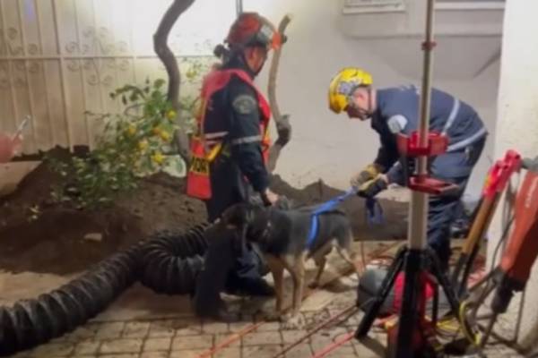 LA County firefighters rescue dog that fell into septic tank hole 