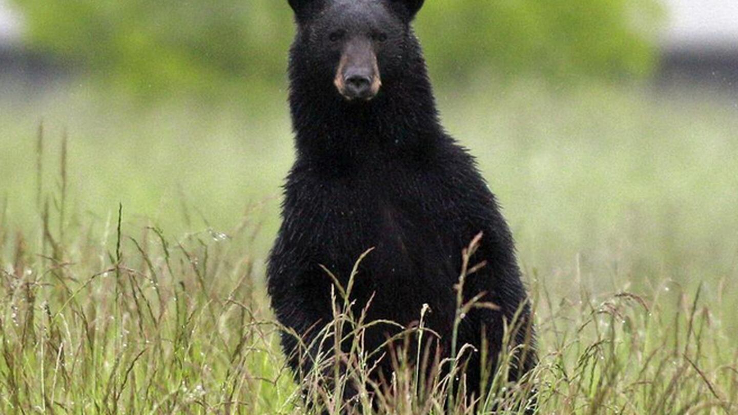 FWC warns bears more active in fall, releases tips for