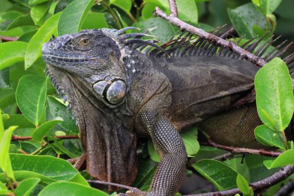 Iguana causes power outage in South Florida city