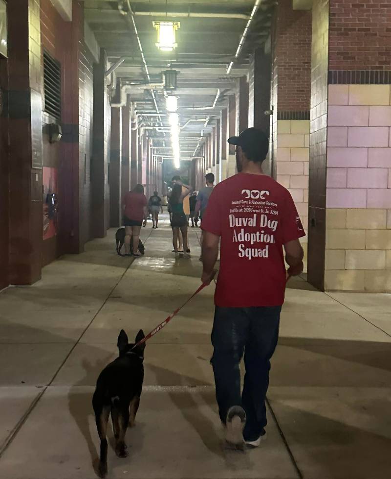 One of the adoptable pups taking a stroll during stretch time.