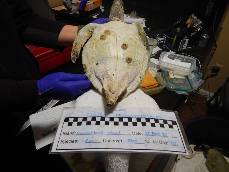 Four more cold-stunned sea turtles were found in Southeast Georgia this week and are getting help from Georgia Sea Turtle Center.