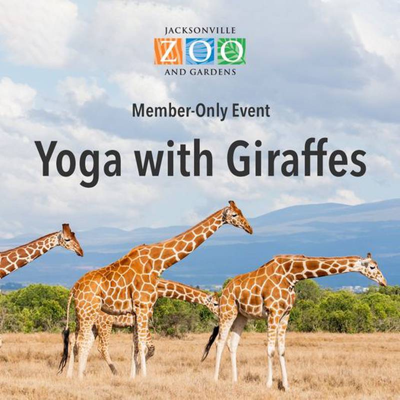 Four classes of yoga with giraffes are being offered in June but don't forget your water bottle and a mat.