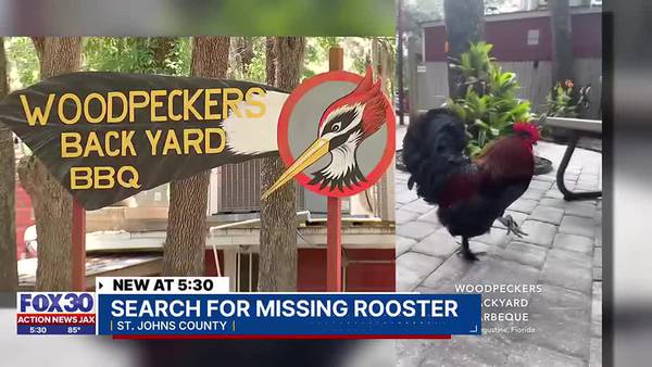 Search for missing rooster