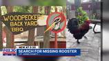 Search for missing rooster continues, local restaurant offering reward for safe return