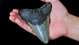 Fossil hunter finds massive 6.45-inch megalodon tooth at South Carolina construction site