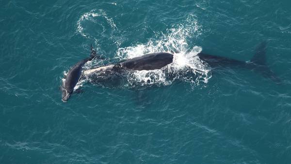 Another amazing sighting; 5th Right Whale calf spotted off the coast of Amelia Island State Park