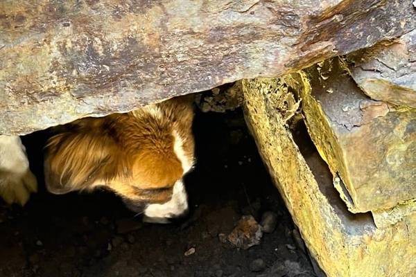 New Hampshire pup, missing for 10 days, rescued after falling into pipe