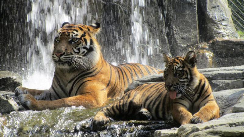 The Jacksonville Zoo and Gardens is mourning the death of its Sumatran tiger Lucy.