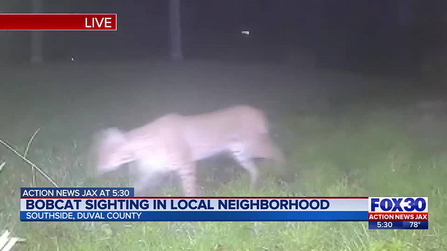 Bobcat Spotted In Orange County 