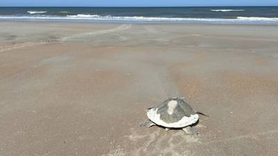 Photos: Rare Kemp Ridley spotted nesting on St. Augustine Beach