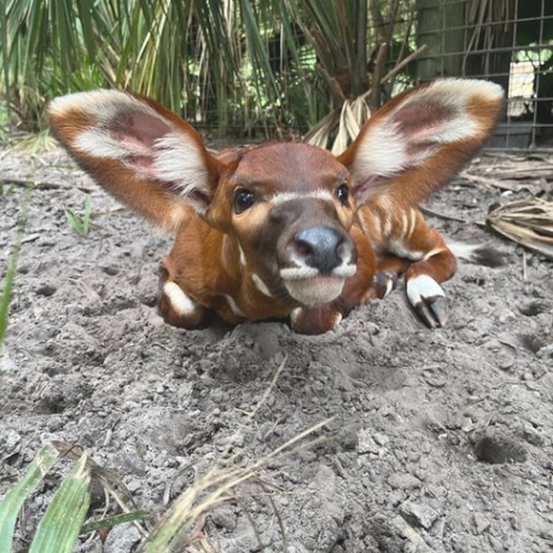 The newest Eastern bongo calf, born June 17, needs a name.